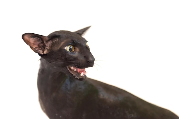 Black funny cat isolated on white