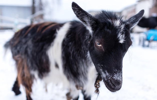 Black goat on the snow in winter