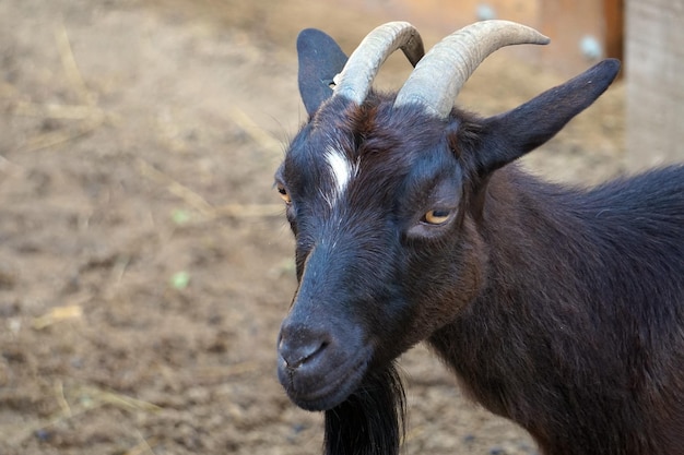 Black goat with horns closeup on head