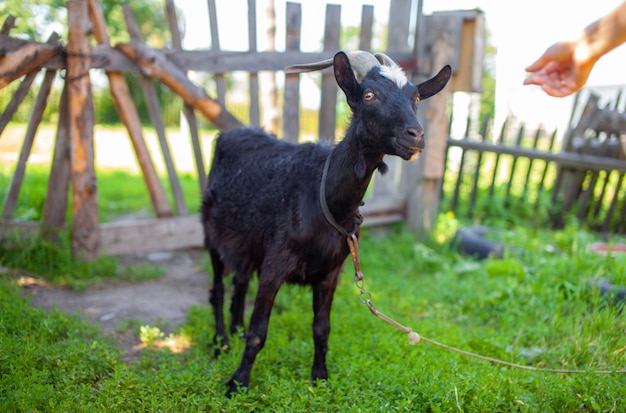 A black goat behind a wooden fence in the village poses for the camera. Breeding of domestic animals and cattle.