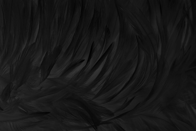 Black grey bird feathers pattern texture background