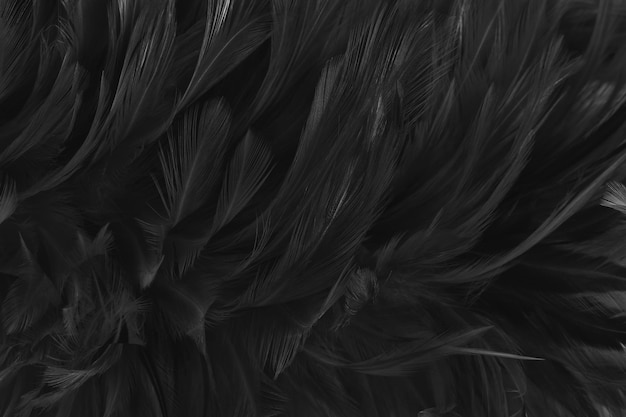 Black grey bird feathers pattern texture background