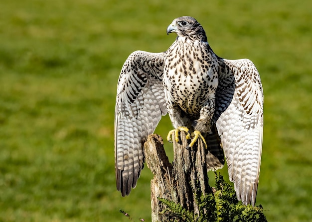 Black gyrfalcon perched on an old tree stump with a green background