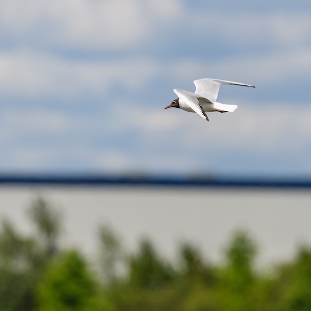 Black-headed gull (Chroicocephalus ridibundus) with summer plumage in flight with horizon