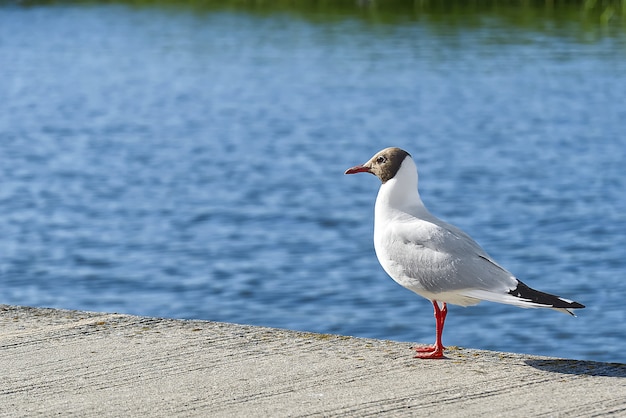 Black headed gull close-up in front of lake. selective focus