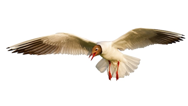 Black-headed gull with open wing isolated on white