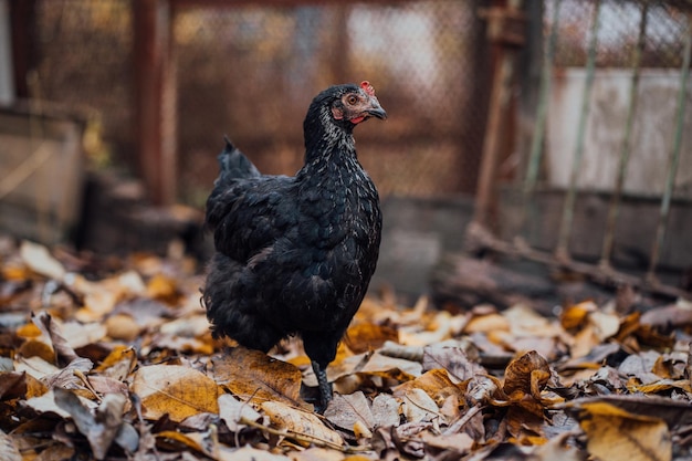 Black hen walks in the paddock A black hen walks in an aviary on an autumn day on a farm