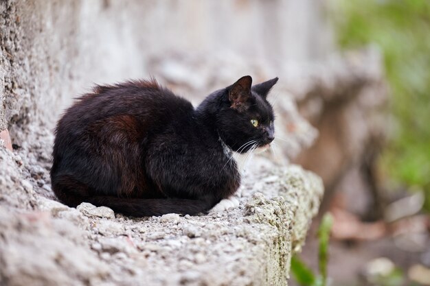 Black homeless cat sitting on stone in street