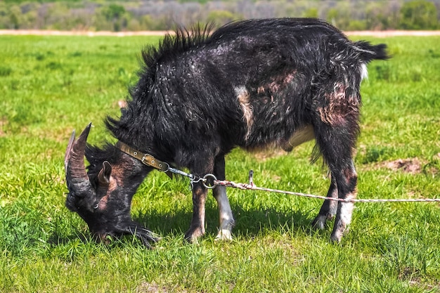 The black horned goat is tied to graze in a spring or summer meadow and eats field grass.