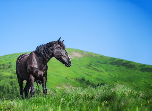 Black horse on a pasture in the mountains Carpathian mountains Ukraine Europe