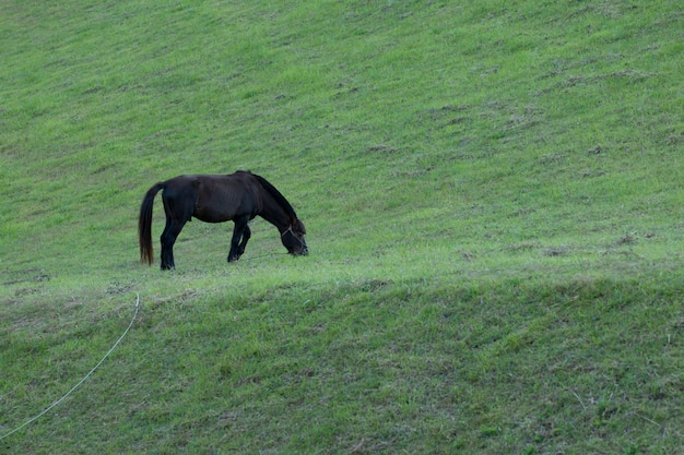 black horse stand on meadow