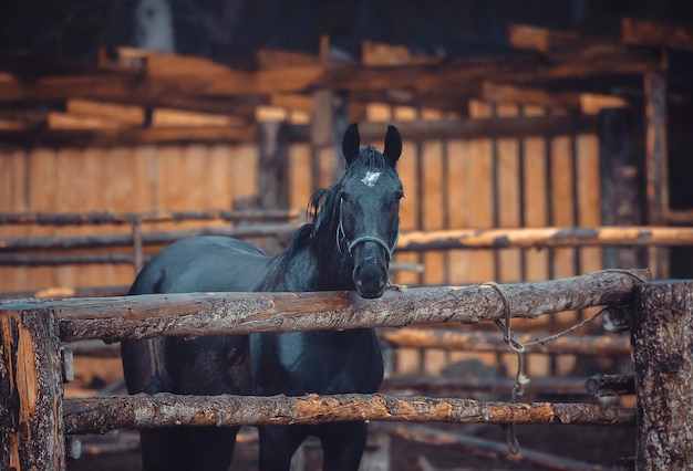 Black horses stay on farm in the pen