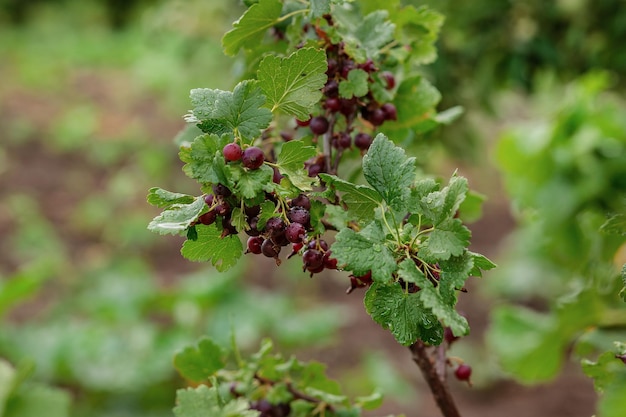 Photo black and juicy fresh blackcurrant berries growing on the plant