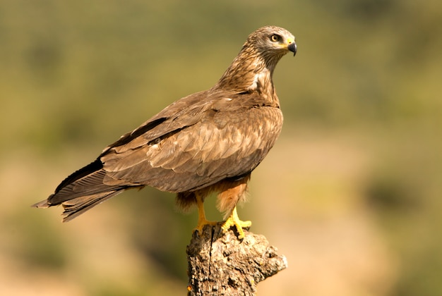 Black kite, birds, falcon, Milvus migrans