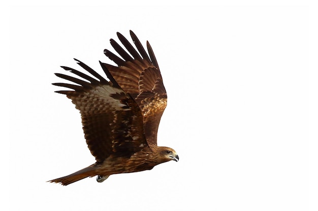 Black kite flying isolated on white background.