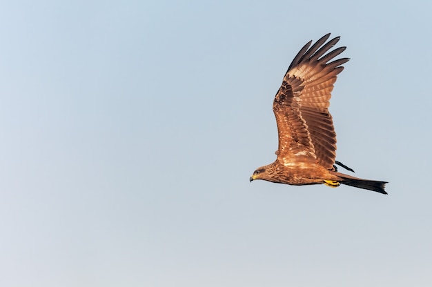 A black kite flying in the sky