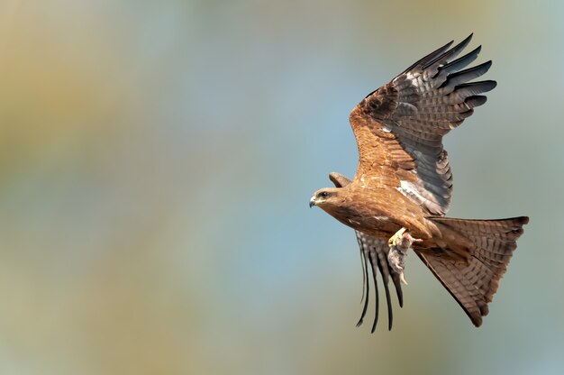 Black kite flying with a mice kill in its claws