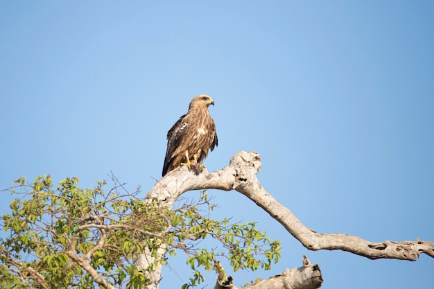 Black kite perched on a tree and eating a prey