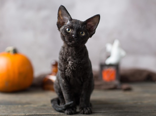 Black kitten Devonrex and red pumpkin