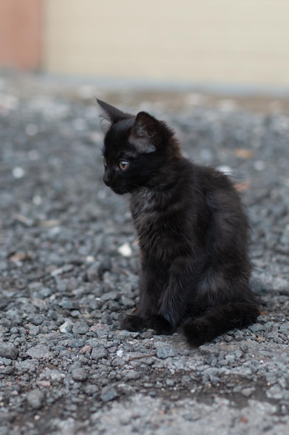 Black kitten sits on gray gravel turning his head