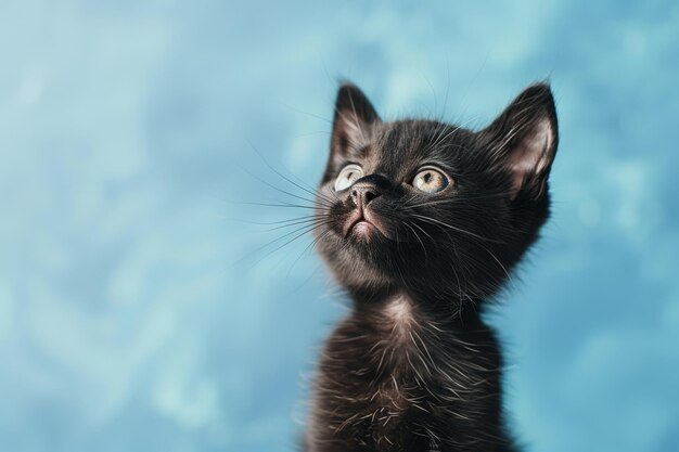 A black kitten with a blue background