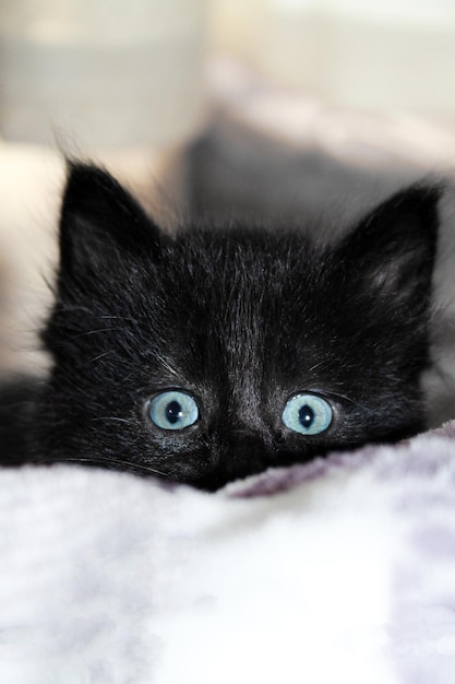 a black kitten with blue eyes peeks out from under the blanket with interest