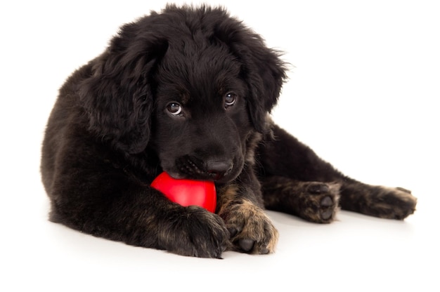 black labrador biting toy