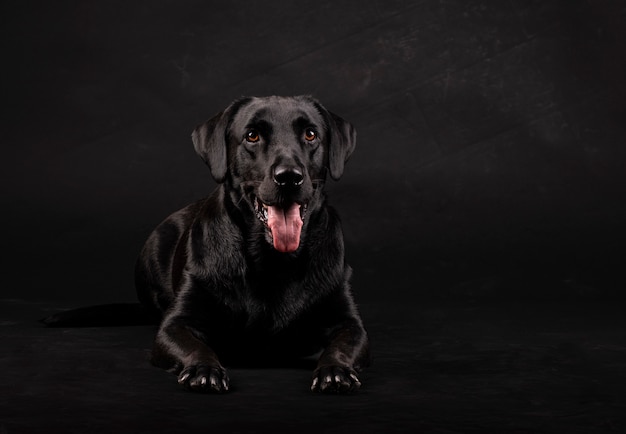 Black labrador dog with orange eyes and tongue out lying