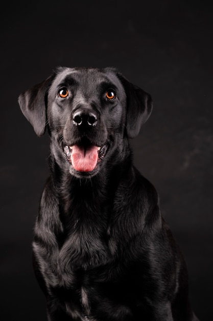 Black labrador dog with orange eyes with tongue sticking out,