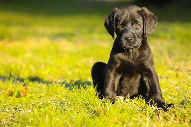 Black Labrador puppy on the grass. happy dog sitting in the park.