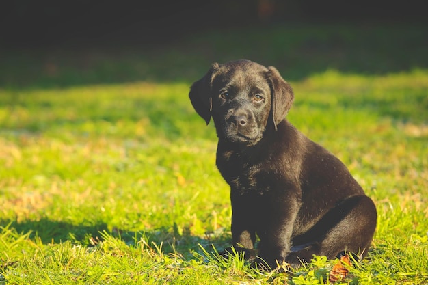 Black Labrador puppy on the grass happy dog sitting in the park