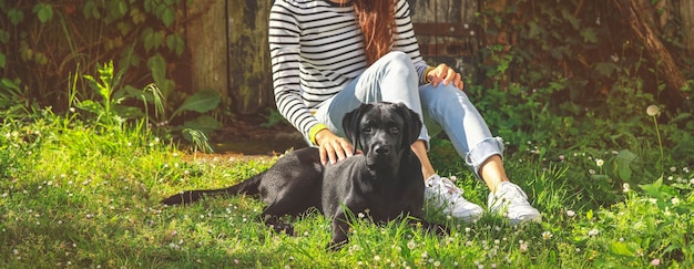 Black Labrador puppy on the grass with owner. happy dog sitting in the park