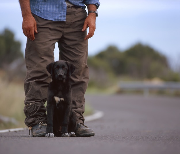 Black Labrador puppy sitting between his standing owner's legs