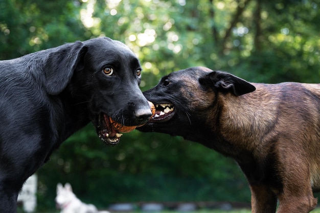 Black labrador retriever and belgian malinois shepherd dogs tugging with a toy