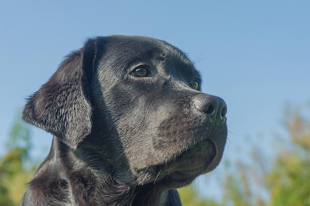 Black Labrador retriever dog on a blue sky background Portrait of a puppy