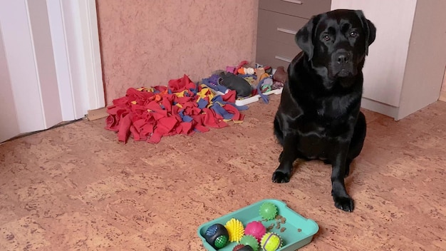 A black labrador retriever dog eats food A dog is engaged in a search game