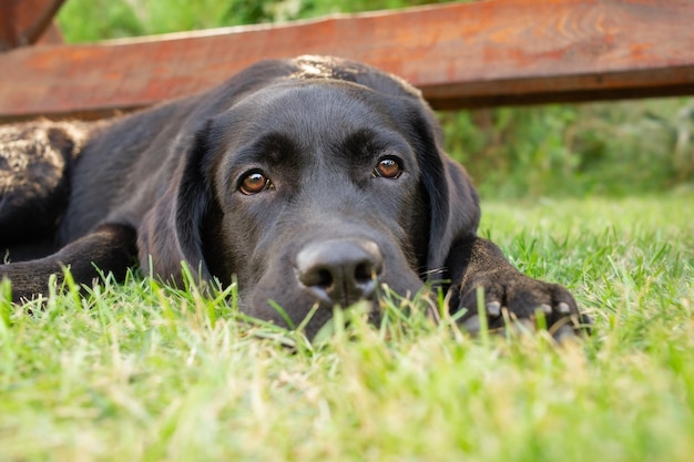 A black Labrador retriever dog lies on a green lawn The pet is resting