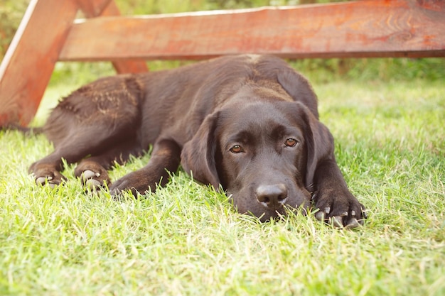 A black Labrador retriever dog lies on a green lawn The pet is resting