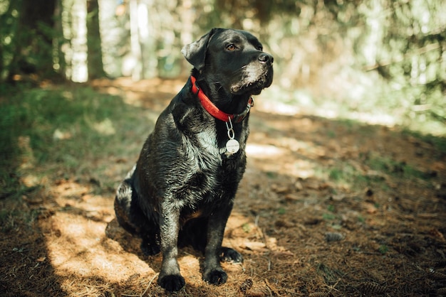 Black labrador retriever dog on a walk. Dog in the nature. Senior dog behind grass and forest