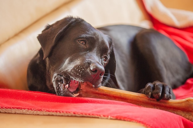 A black Labrador retriever dog with a bone The pet is lying on the sofa on the blanket