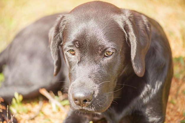 A black labrador retriever lies on a beige natural background on a sunny day The dog is resting