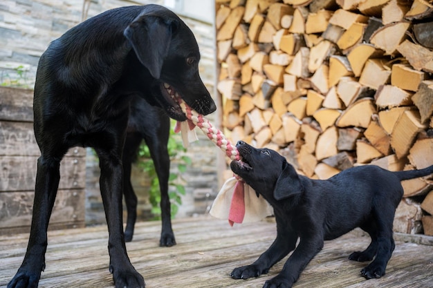 Black labrador retriever mum and her adorable puppy playing and pulling for a toy