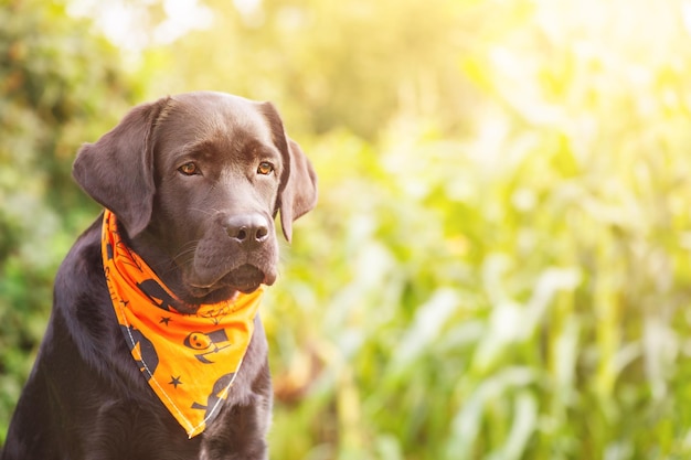 A black labrador retriever in an orange bandana for Halloween A young dog on a blurred background