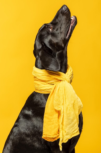 Black labrador retriever portrait on yellow background