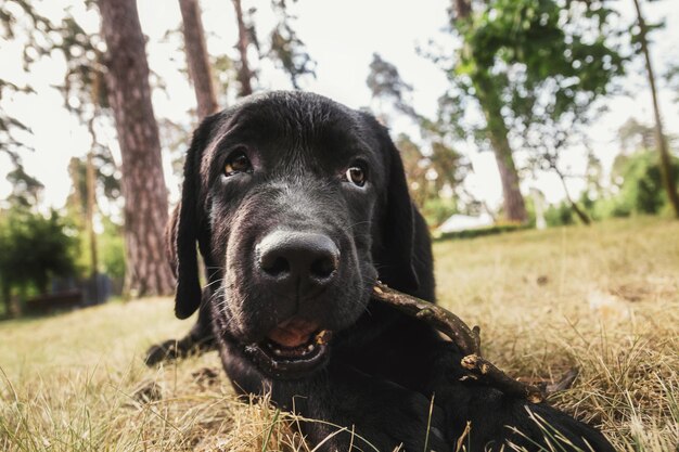 Black labrador retriver dog puppy