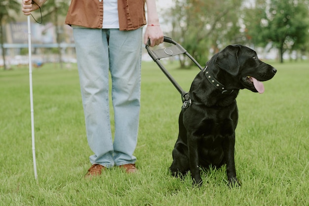 Photo black labrador sitting on grass