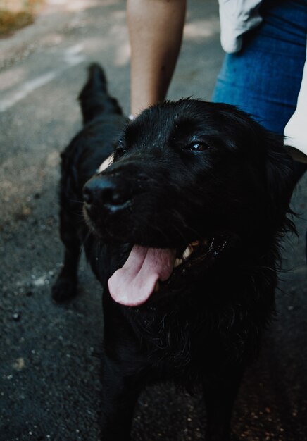 Black labrador