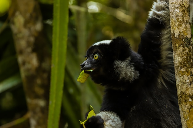 Black Lemur madagascar eating leaves