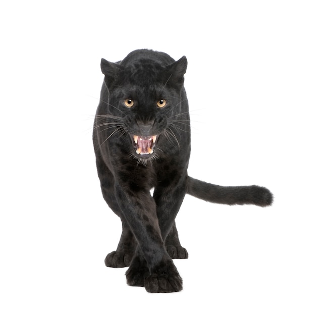 Black Leopard in on a white isolated