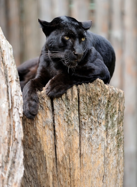 Black leopard